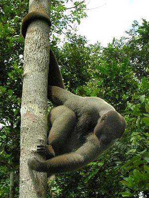 Brown Woolly Monkey