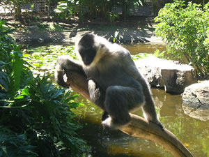 Gibbon