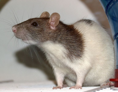 rat