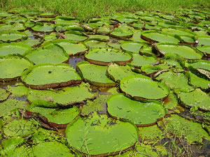 Giant water lily, Victoria amazonica
