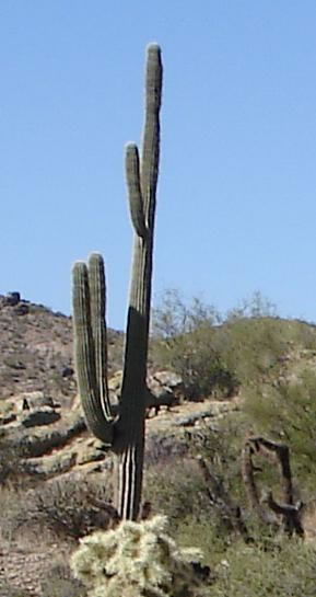 Saguaro Cactus