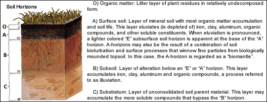 Soil Horizons