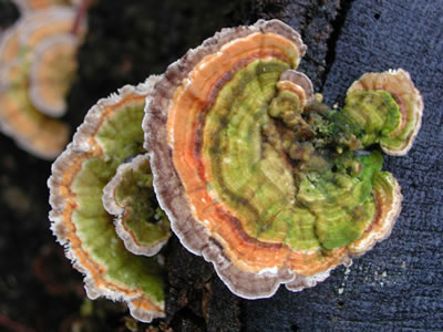 Stump Fungus