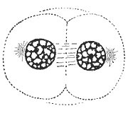 Telophase and Cytokinesis