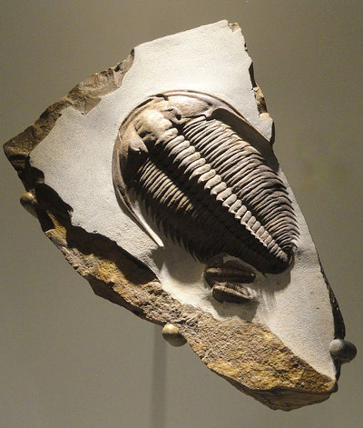 Trilobite, Houston Museum of Natural Science