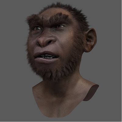 Turkana Boy (Forensic Facial Reconstruction Turkana Boy (Forensic Facial Reconstruction)