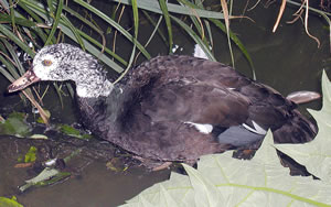 White-winged wood duck at Bristol Zoo, UK