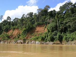 Amazon Rainforest in Peru