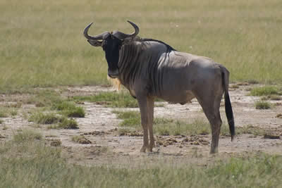 Wildebeest in Amboseli National Park. Photo by Paul Mannix