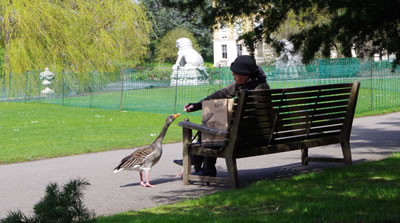 Woman feeding geese