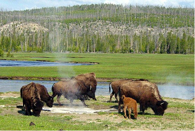 Bison at Yellowstone National Park